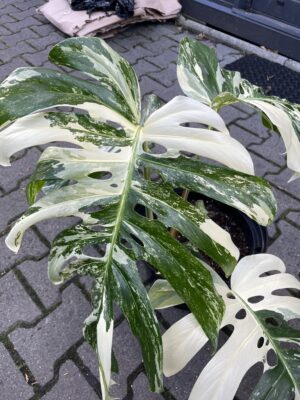 Monstera Variegata