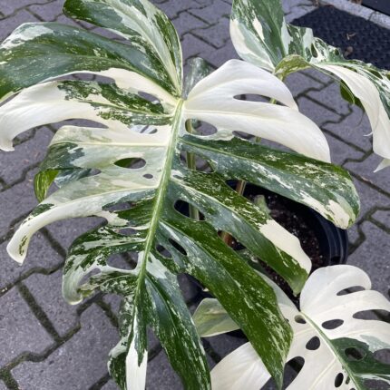 Monstera Variegata