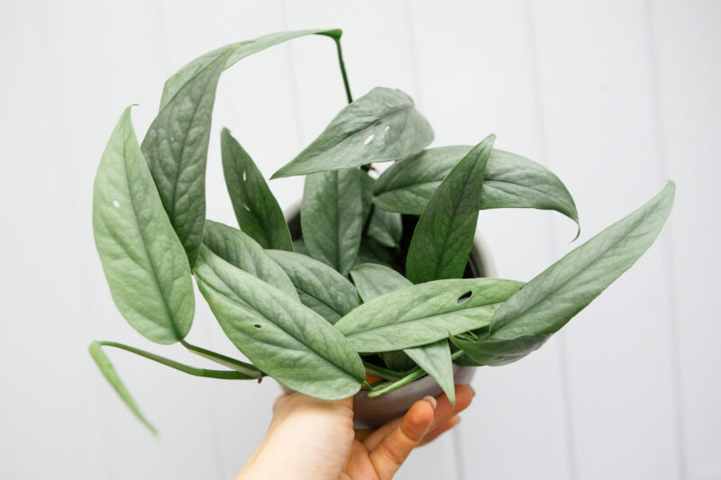 Epipremnum Pinnatum ‘CEBU BLUE’ Epipremnum Pinnatum ‘CEBU BLUE’