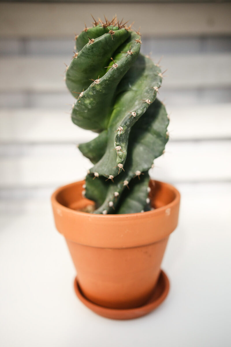 Kaktus Spirala