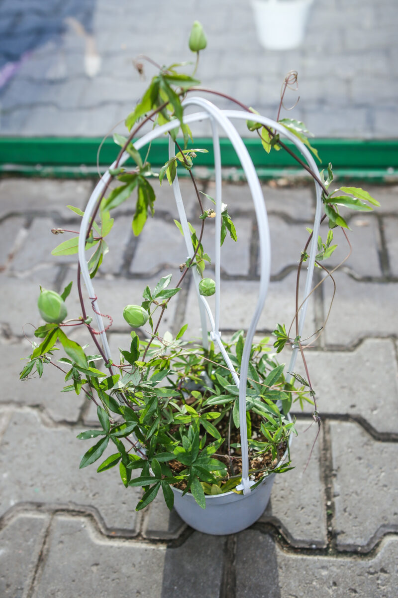 PASSIFLORA CAERULEA