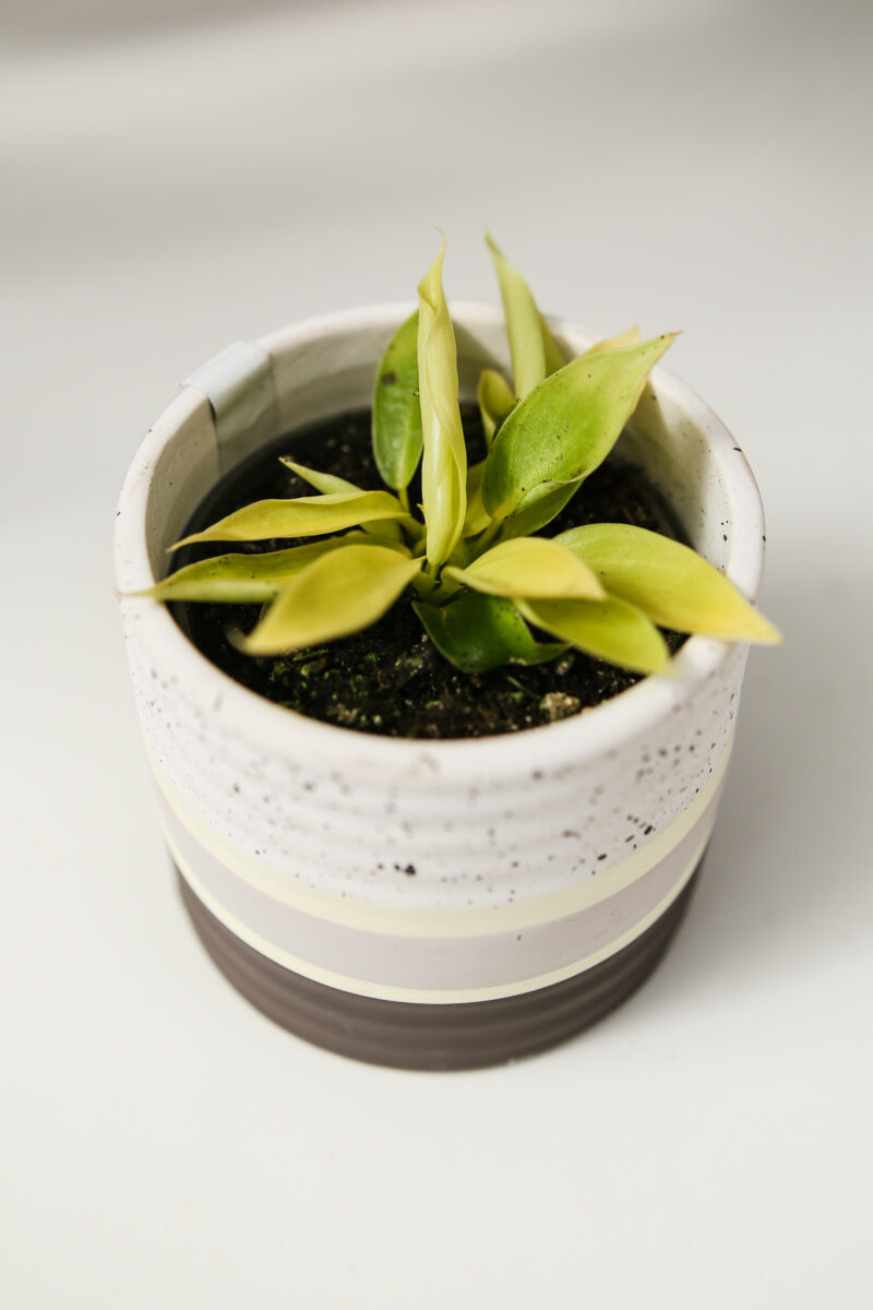 Philodendron Rush