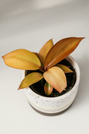 Philodendron McColley’s Finale
