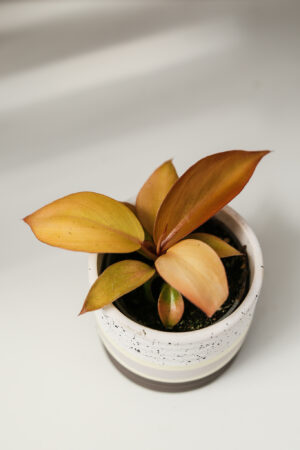 Philodendron McColley’s Finale