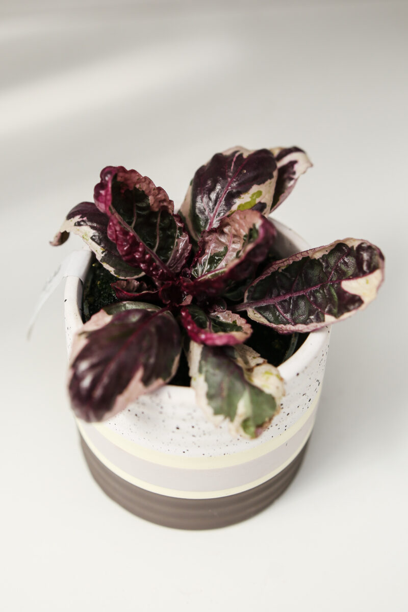 Hemigraphis Snow White