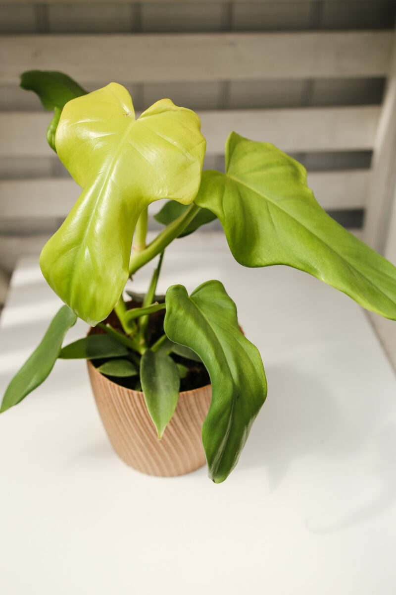 Philodendron bipennifolium ‘Yellow Violin’ Philodendron bipennifolium ‘Yellow Violin’