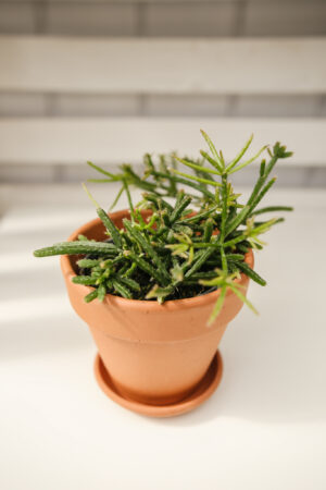 Patyczak Rhipsalis Burchelli