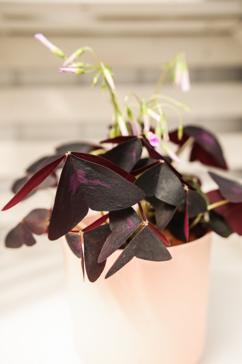 Oxalis triangularis Szczawik fioletowy Oxalis triangularis Szczawik fioletowy