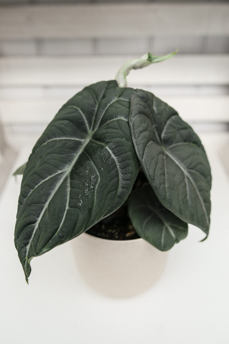 Alocasia Maharanii Alocasia Maharanii