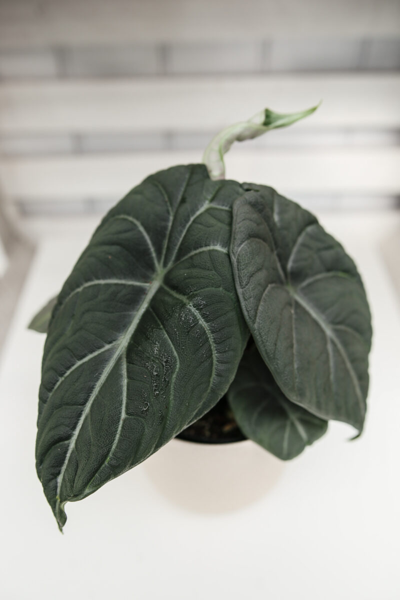 Alocasia Maharanii