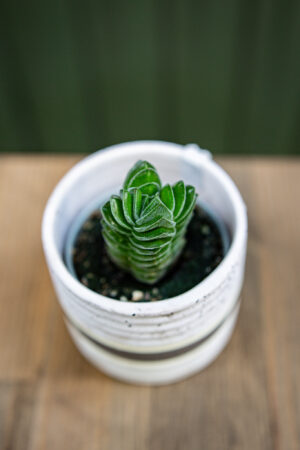 Crassula ‘Buddha´s Temple’