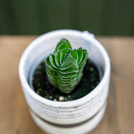 Crassula ‘Buddha´s Temple’