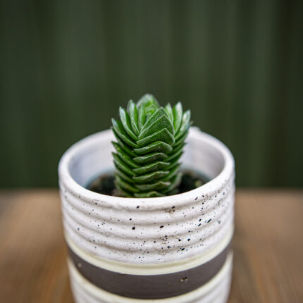 Crassula ‘Buddha´s Temple’