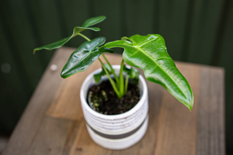 Alocasia Portei