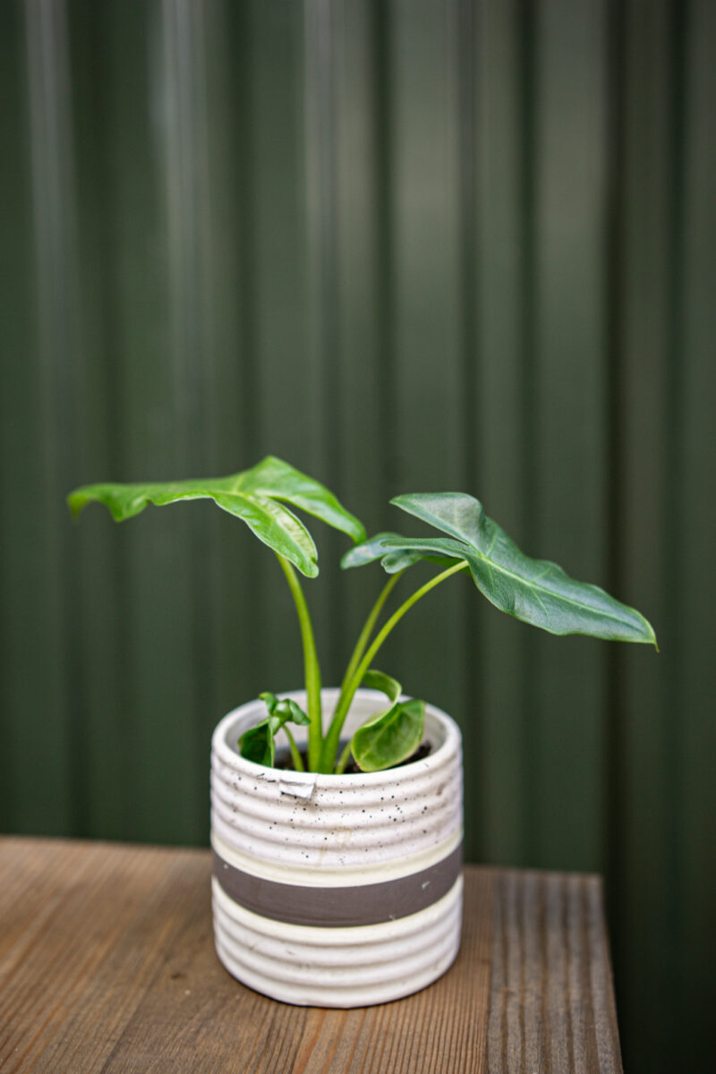 Alocasia Portei