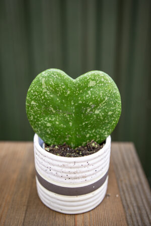 Hoya Kerri Splash