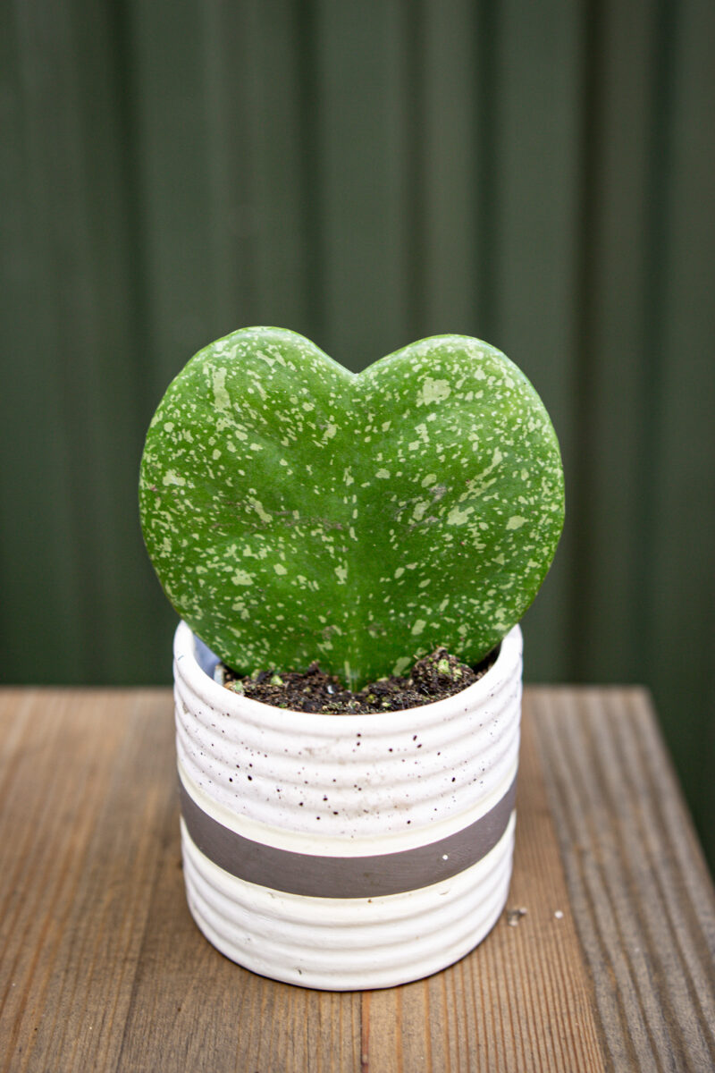 Hoya Kerri Splash