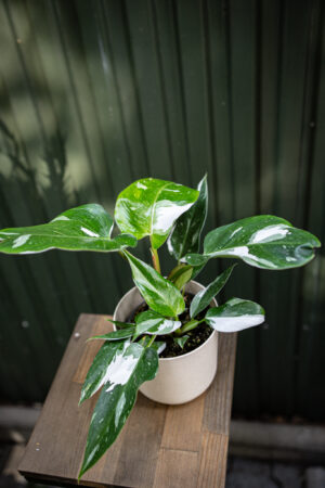 Philodendron White Princess