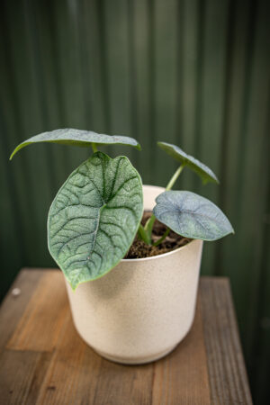 Alocasia Melo