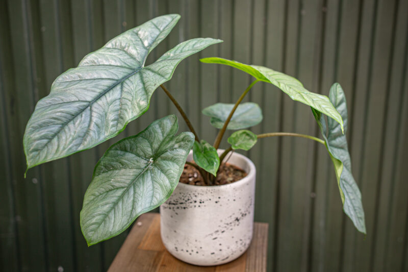 Alocasia Heterophylla Corazon Alocasia Heterophylla Corazon
