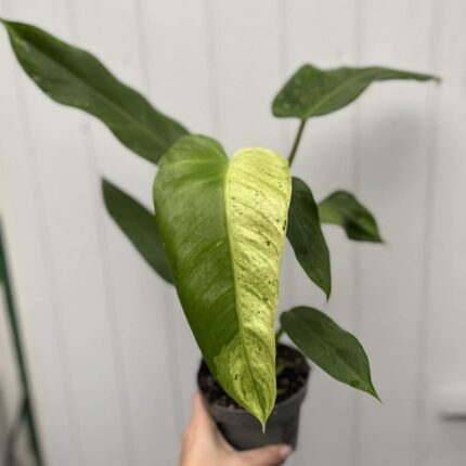 Philodendron Jose Buono