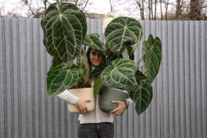 Anthurium Crystallinum