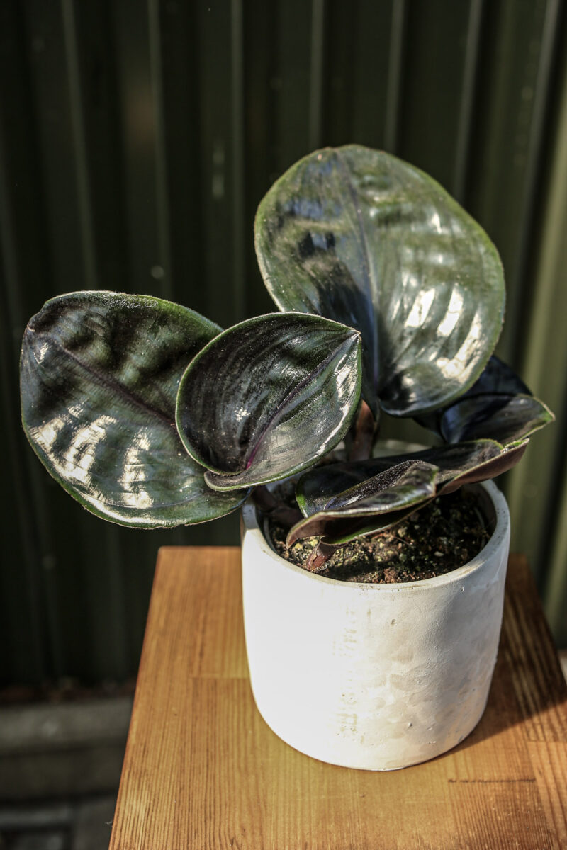 Geogenanthus ciliatus midnight pearl