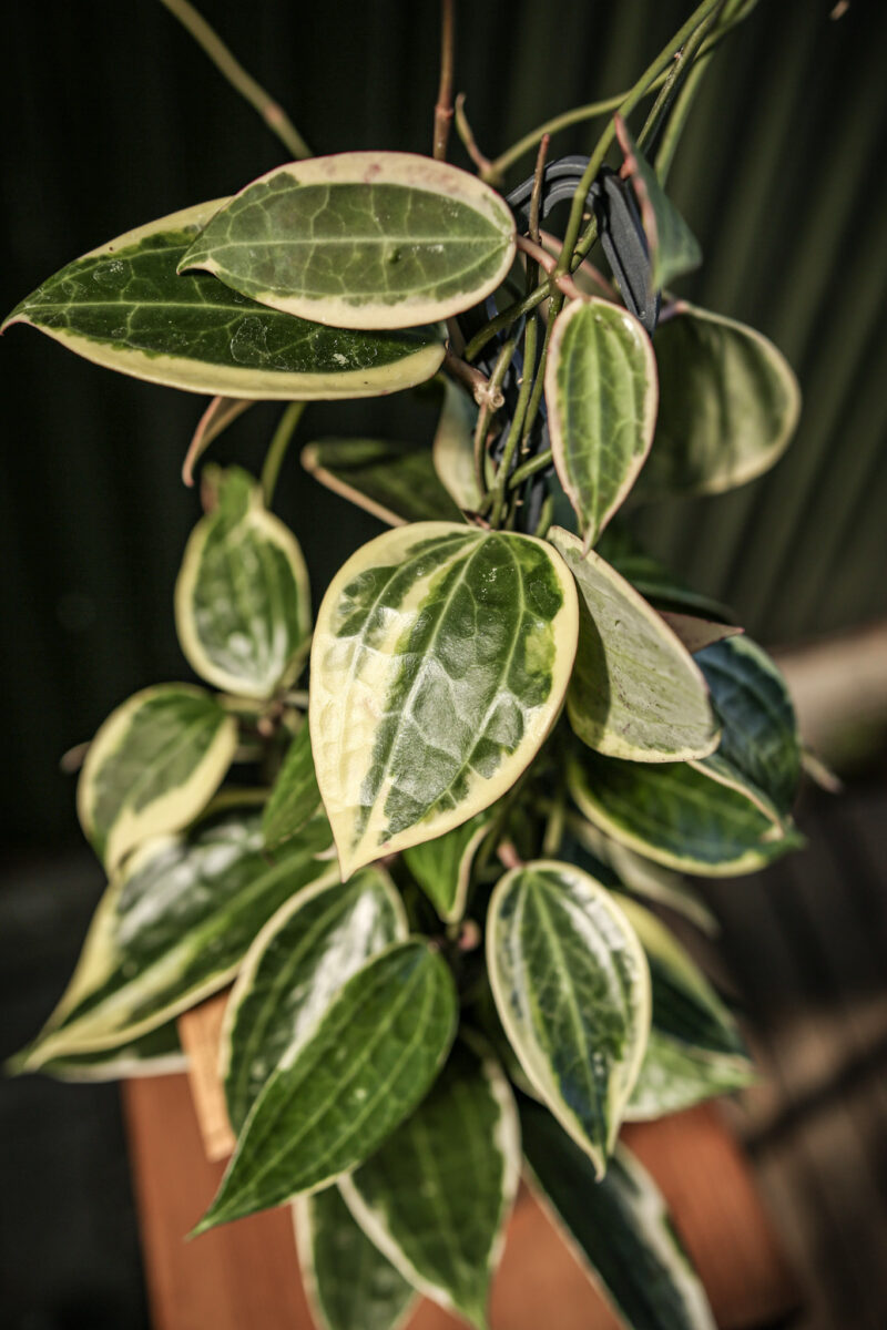 Hoya macrophylla ‘albomarginata’ Hoya macrophylla ‘albomarginata’