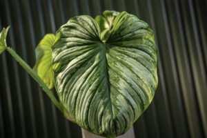 Philodendron Mamei