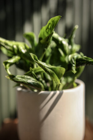 epipremnum godzilla
