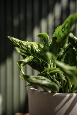 epipremnum godzilla