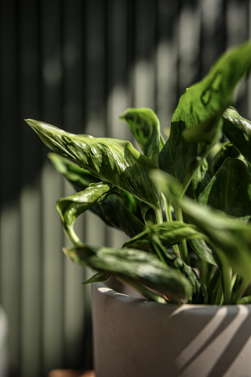 epipremnum godzilla