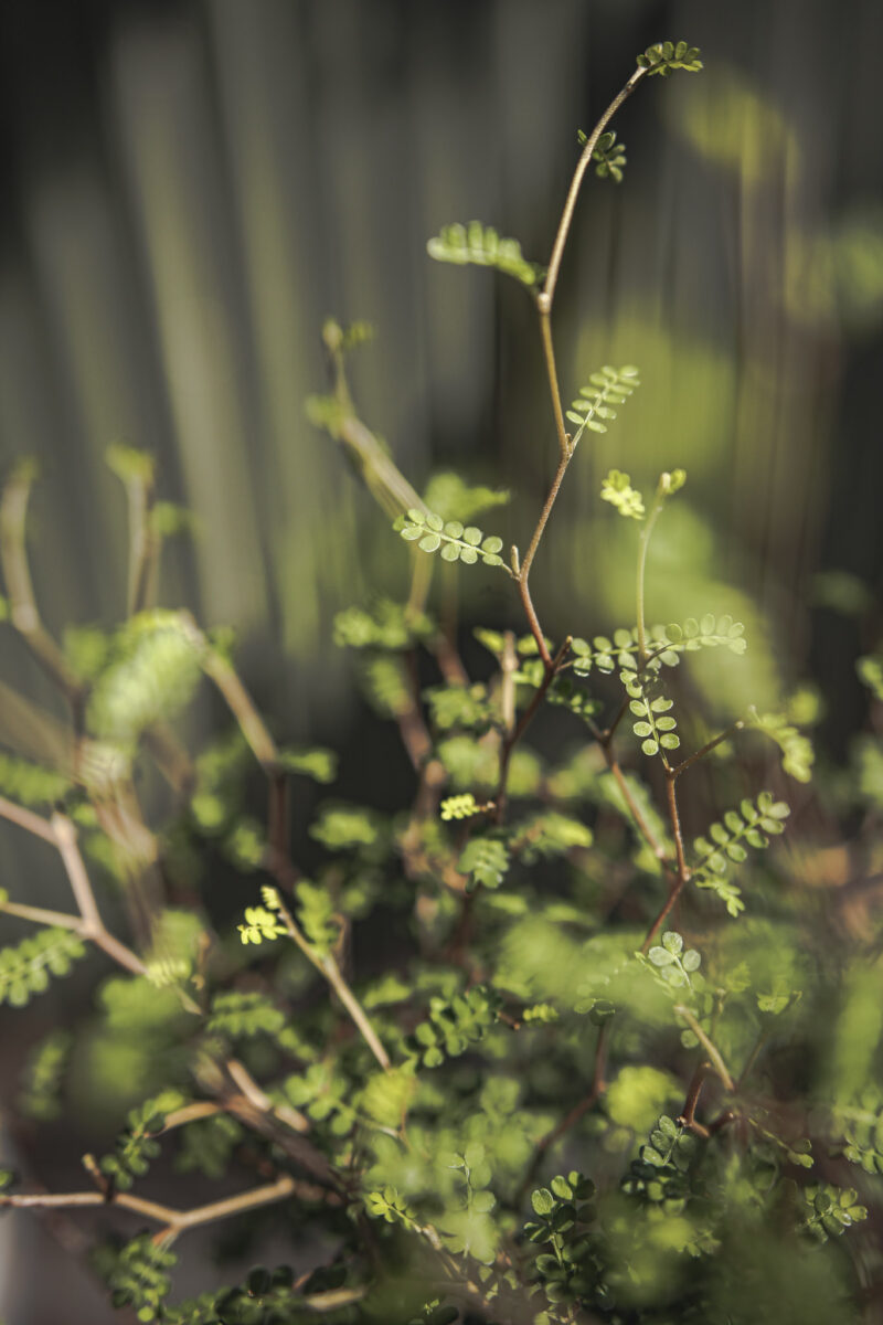 Sophora prostrata ‘Little Baby’ Sophora prostrata ‘Little Baby’