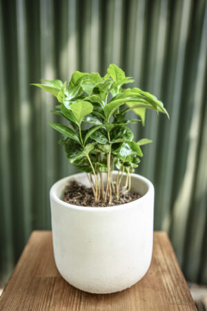 Coffea Arabica Kawa