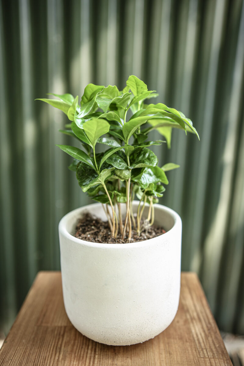 Coffea Arabica Kawa