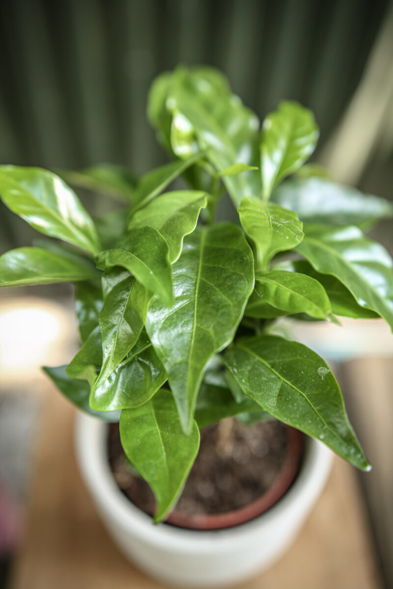 Coffea Arabica Kawa