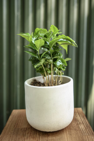 Coffea Arabica Kawa