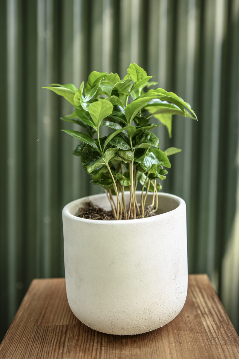 Coffea Arabica Kawa