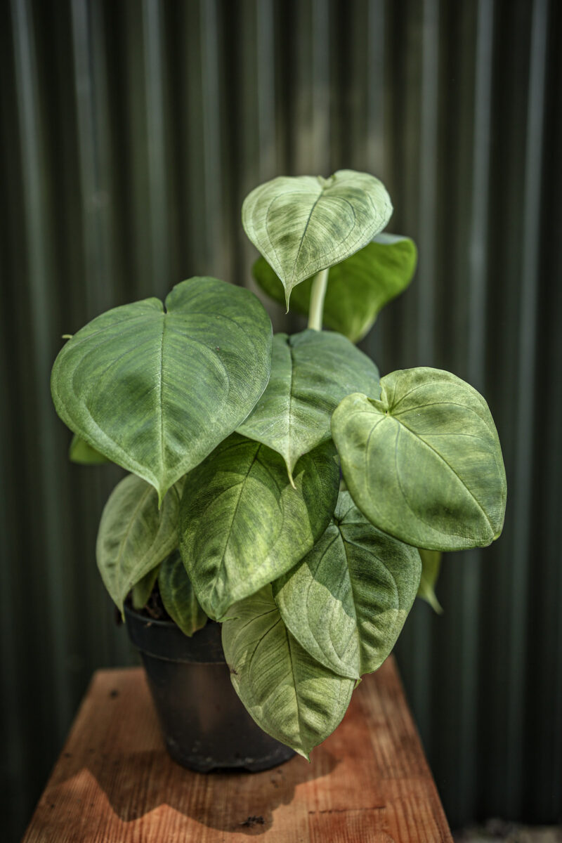Syngonium Ice Frost