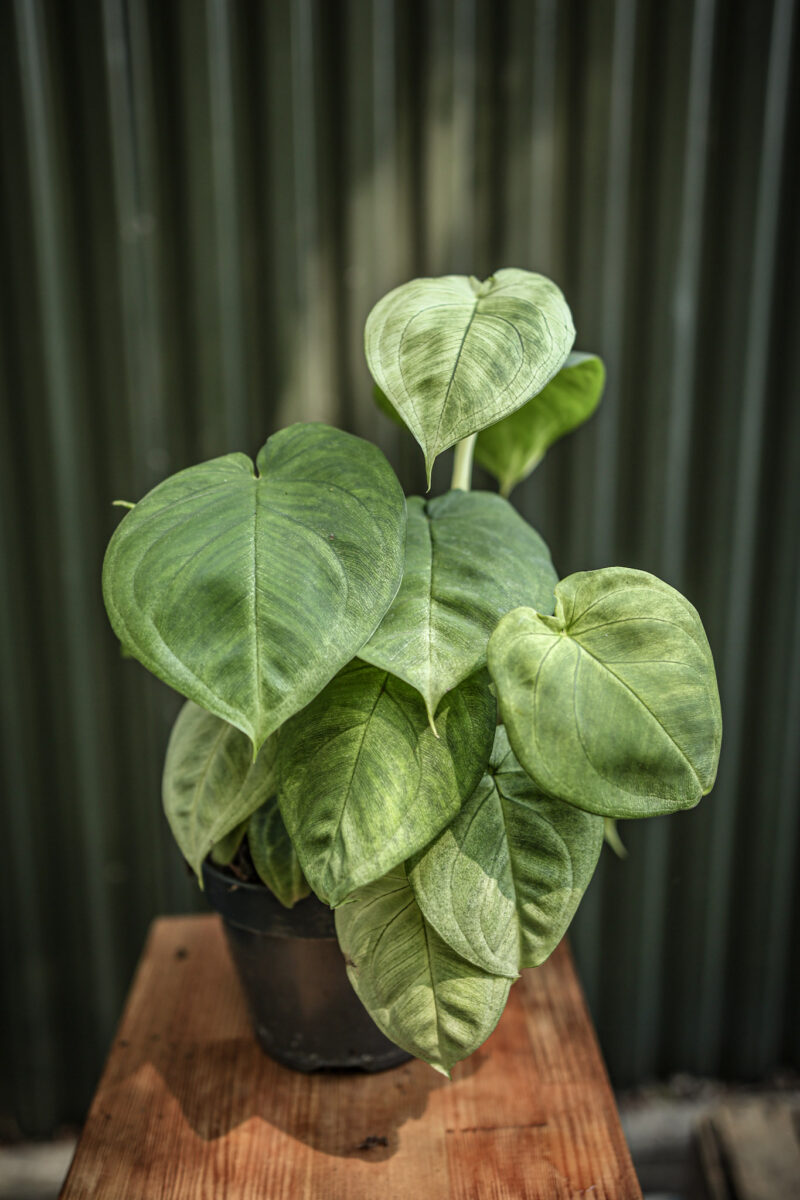 Syngonium Ice Frost