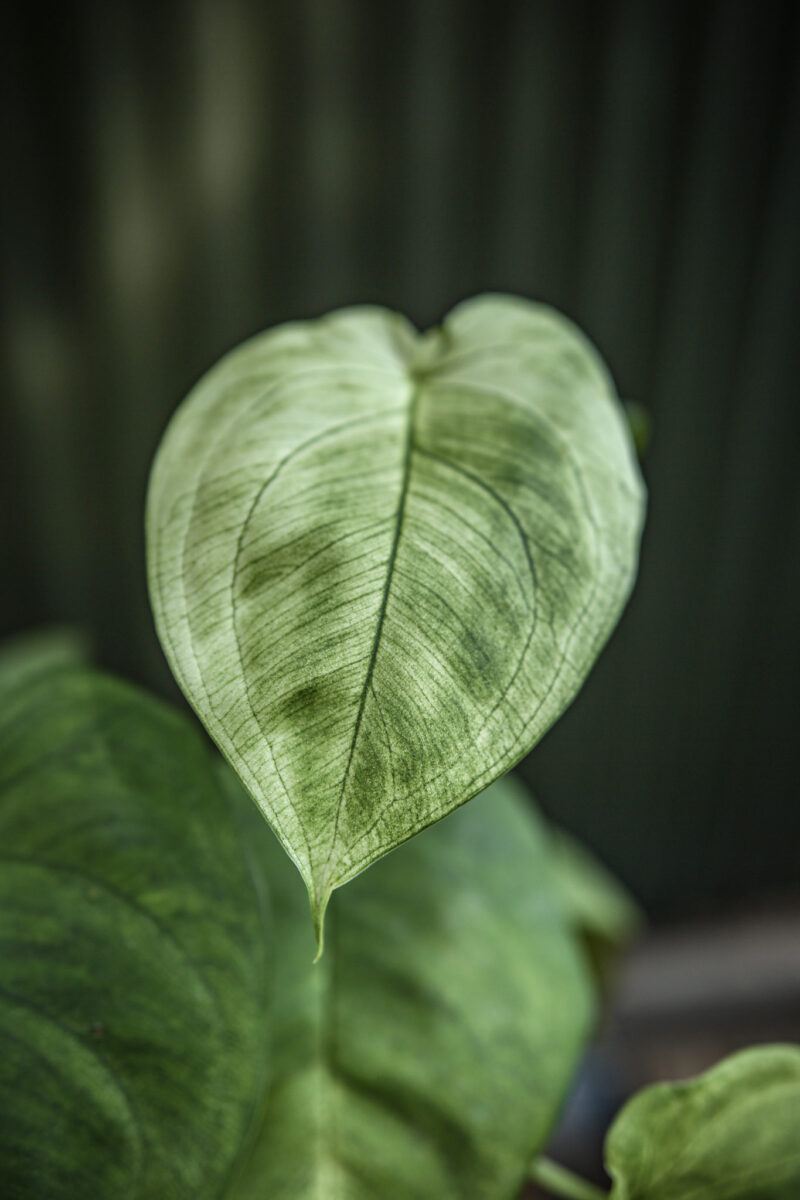 Syngonium Ice Frost
