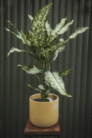 dieffenbachia tiki