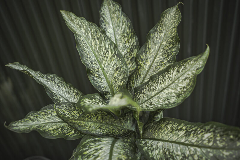 dieffenbachia tiki