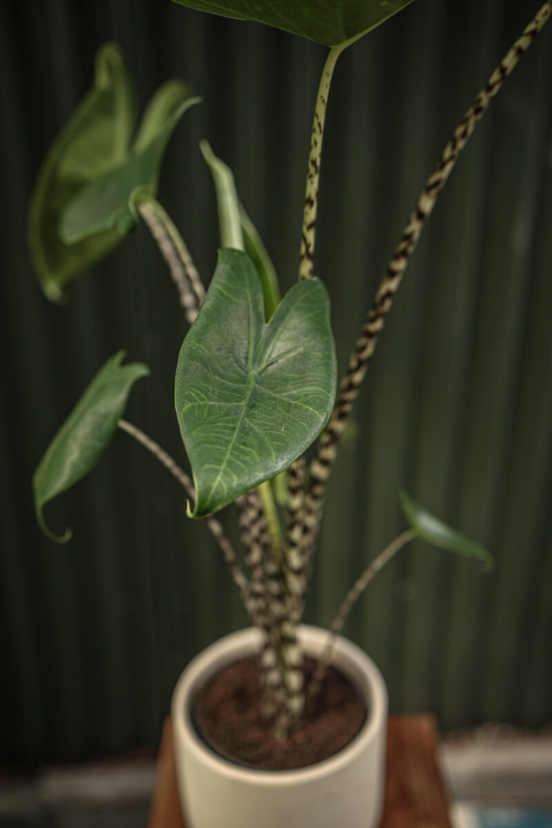 Alocasia Zebrina Alocasia Zebrina