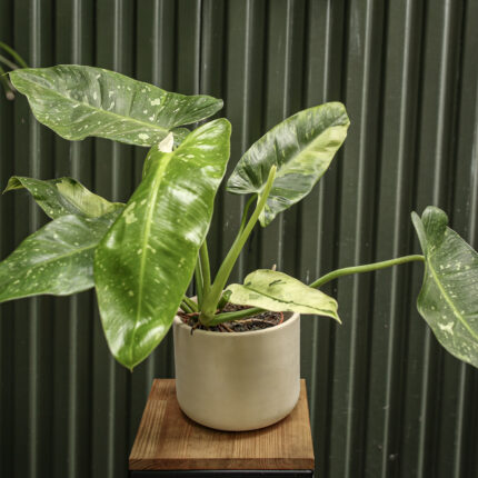 Philodendron Jose Buono
