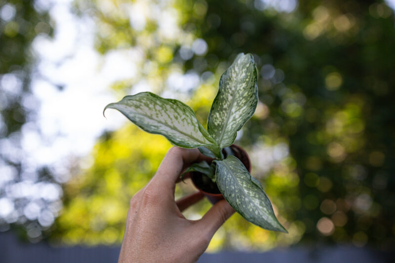 dieffenbachia tiki