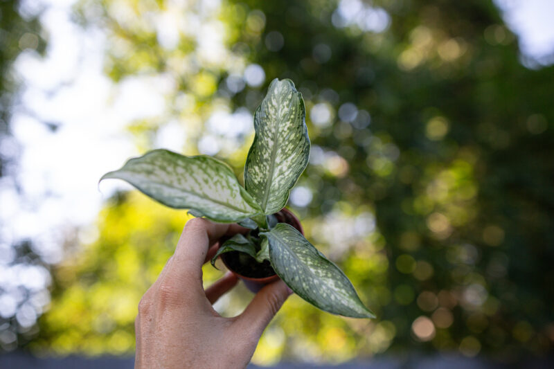 dieffenbachia tiki
