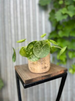 Pilea peperomioides Mohito | Pieniążek