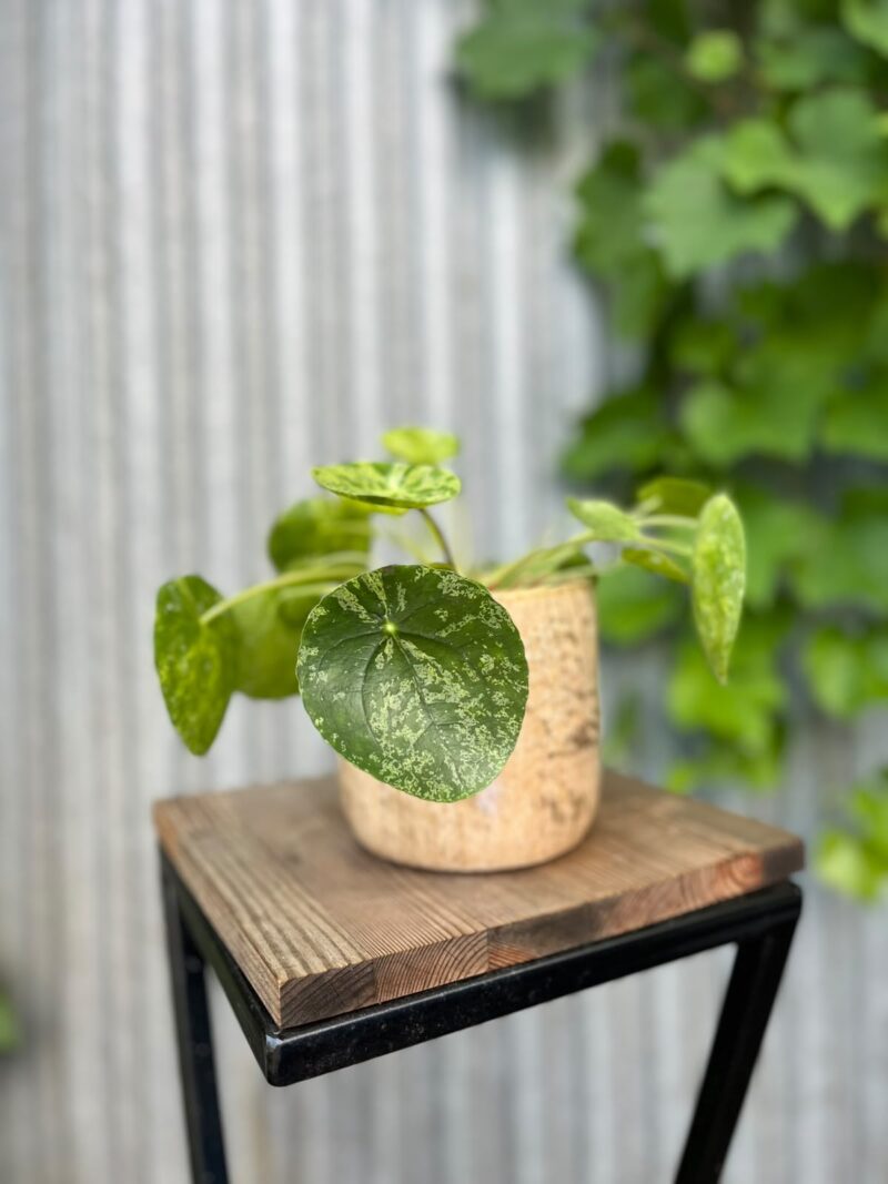 Pilea peperomioides Mohito | Pieniążek