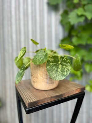 Pilea peperomioides Mohito | Pieniążek